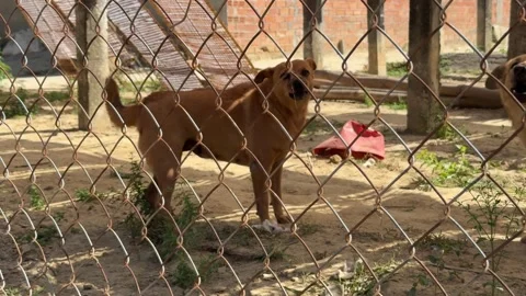 Alert dogs show defensive behavior near a gated entry, monitoring territory from 動画素材 330297455