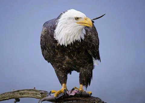 Alert eagle on branch with a fish. Stock Photos