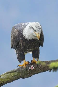 Alert eagle looking downward from a branch. Stock Photos
