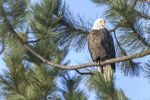 Alert eagle looks for fish. Stock Photos