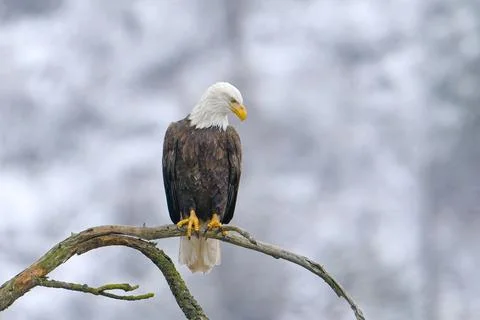 Alert eagle perched on branch. Stock Photos