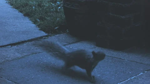 Alert Eastern Gray Squirrel Standing Upright On New York City Patio 1960s Stock Footage 339376727