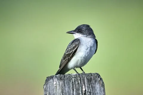 An alert eastern kingbird perched on a post. Stock Photos