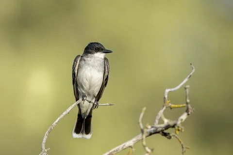 Alert eastern kingbird on a twig. Stock Photos