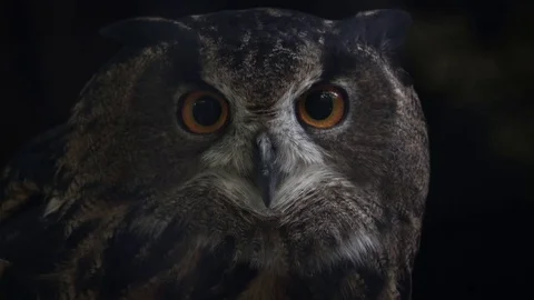 Alert Eurasian eagle-owl observes the surroundings 库存影片 74368522
