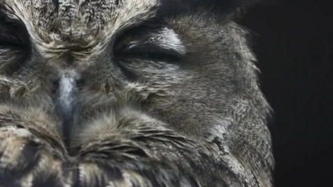 Alert Eurasian eagle-owl observes the surroundings Stock Footage 74368920