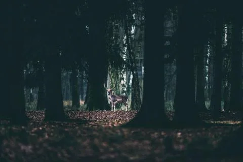 Alert fallow deer standing between trees of forest. Stock Photos
