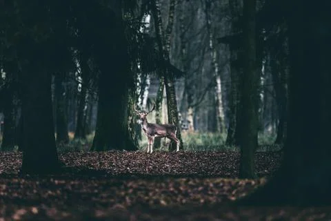 Alert fallow deer standing between trees of forest. Stock Photos