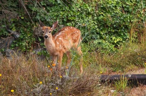 Alert fawn Stock Photos