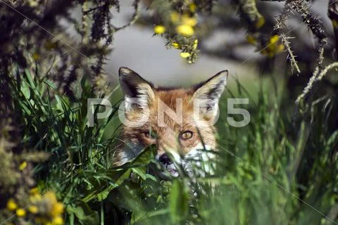 Alert fox looking out from behind grass Stock Photos