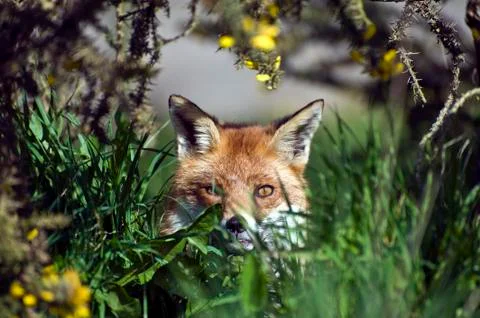 Alert fox looking out from behind grass Stock Photos