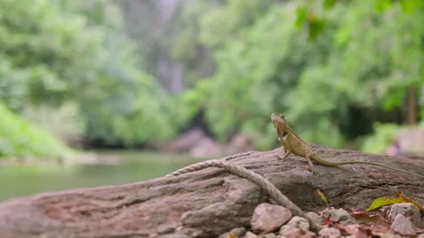 Alert garden lizard perches on a weathered log Vidéo 344976746