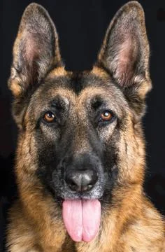 Alert German Shepherd Stock Photos