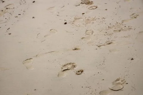Alert ghost crab (Ocypode ryderi) on the beach, Phi Phi Island, Thailand. Stock Photos