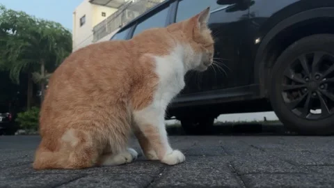 Alert Ginger and White Cat Sitting Outdoors Stock Footage 311353669