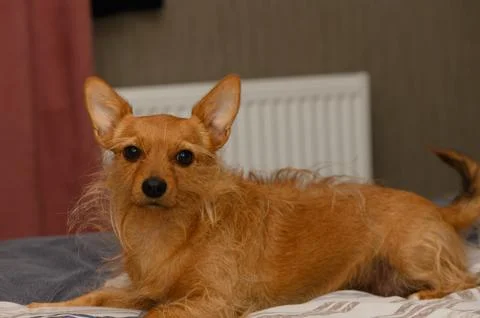 Alert ginger terrier lying down with perked ears and scruffy coat Stock Photos