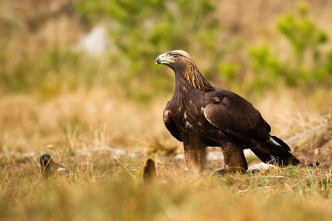 Alert golden eagle sitting on the ground on meadow with dry grass in spring. Stock Photos