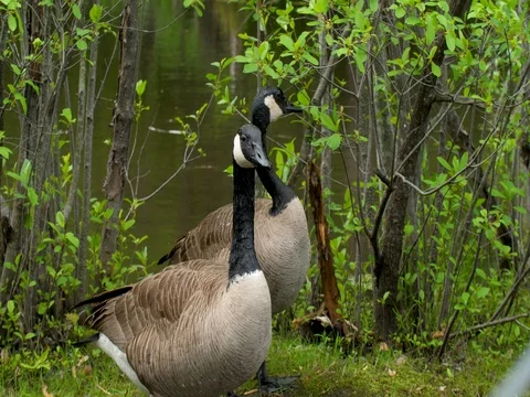 Alert goose on the shore Stock Footage 76438602