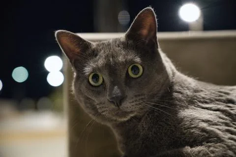 Alert Gray Cat Under Soft Night Lights Foto stock