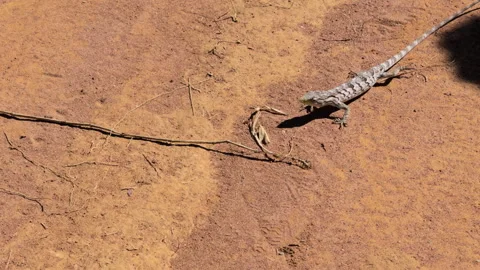 Alert Gray Lizard Moving Cautiously Across Dry Sandy Ground Stock Footage 341857340