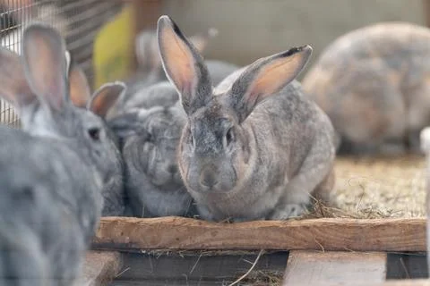 Alert gray rabbit facing camera on wooden platform, upright ears, bright atte Stock Photos