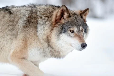 Alert grey wolf walking in winter forest Stock Photos