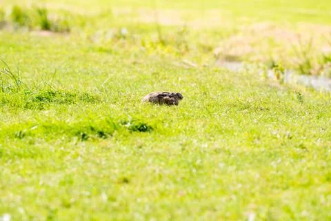 Alert hare lying down in grass with ears flat Stock Photos