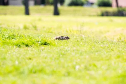 Alert hare lying down in grass with ears flat Foto stock
