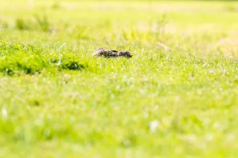 Alert hare lying down in grass with ears flat Stock Photos