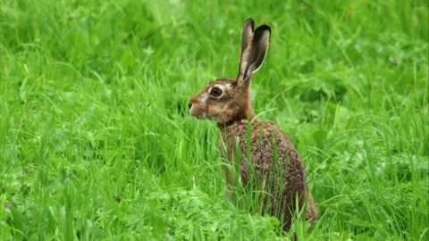 Alert hare sitting in a meadow Stock Footage 311431846