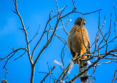 An alert hawk stands on a tree branch, showcasing its striking plumage agai.. Stock Photos