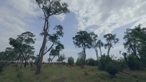 Alert herd of female impala between the trees in Kenya Stock Footage 328193452