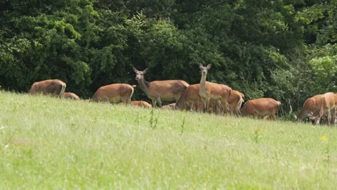 Alert herd of red deer grazing in a green summer meadow Stock-Footage 338232219