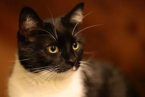 Alert House cat Stock Photos