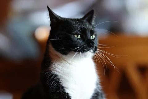 Alert House cat2 Stock Photos