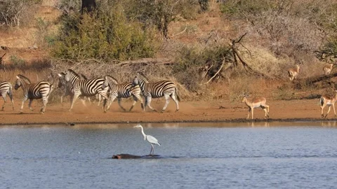 Alert impala antelopes and zebras with a heron on a hippo, Kruger National Park Stock Footage 140344461