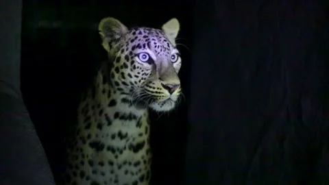 Alert Indian Leopard Standing at Night in Gujarat Forest Wildlife Stock Footage 341650927