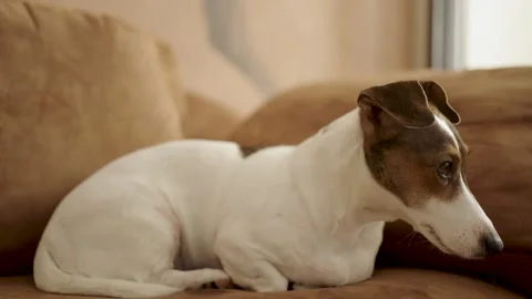 Alert Jack Russell Terrier Looking Away While Resting on Sofa. A white and .. Stock Footage 331971618