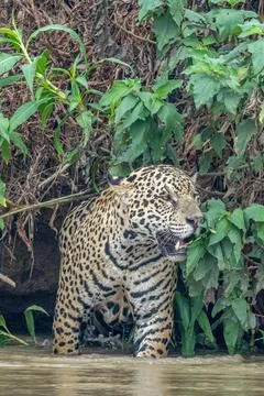 Alert jaguar looking down river. in the Pantanal Stock Photos