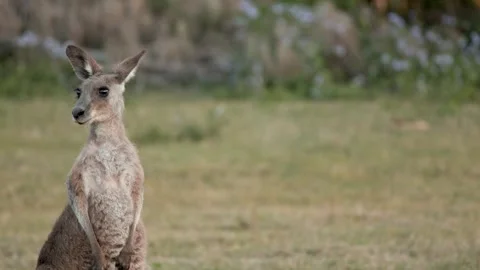 Alert Kangaroo Standing Still on Grassy Field at Sunset Stock Footage 313190801