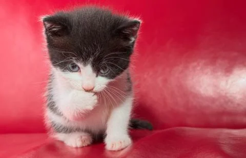 Alert kitten Stock Photos