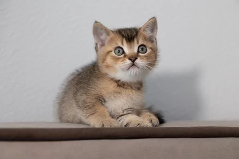 Alert kitten resting on sofa back against neutral wall with copy space Stock Photos