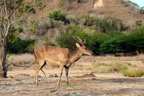 Alert Komodo deer Stock Photos