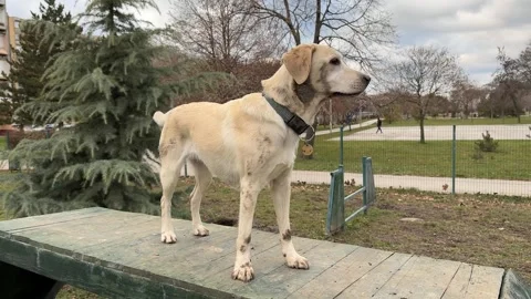 Alert Labrador on Wooden Platform Stock Footage 299908347