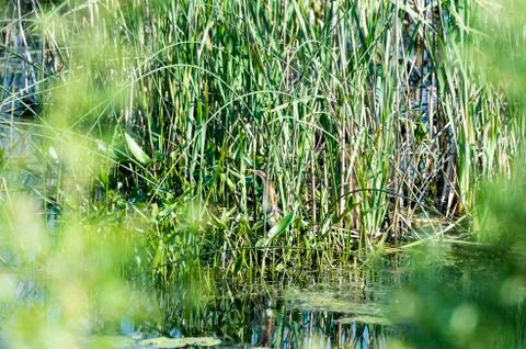 Alert Least Bittern Foto stock
