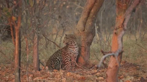 An alert leopard in late afternoon light, sitting at the base of a tree Stock Footage 219637338