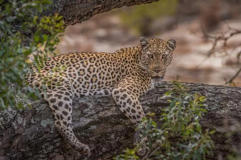 Alert leopard lying on a tree branch Stock Photos