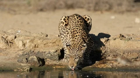 An alert leopard (Panthera pardus) drinking water, Kalahari desert, South Africa Stock Footage 300235421