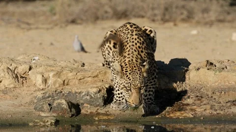 An alert leopard (Panthera pardus) drinking water, Kalahari desert, South Africa Stock Footage 300931477