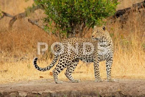 Alert leopard Stock Photos